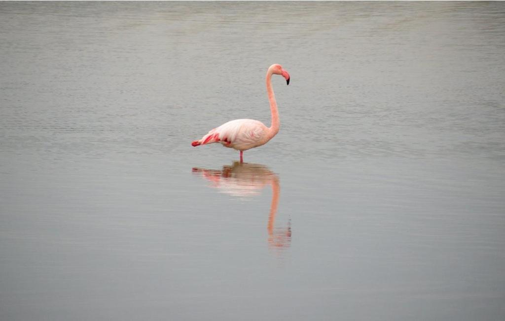 Vacances En Camargue Proche De La Mer Climatise إج مورت المظهر الخارجي الصورة